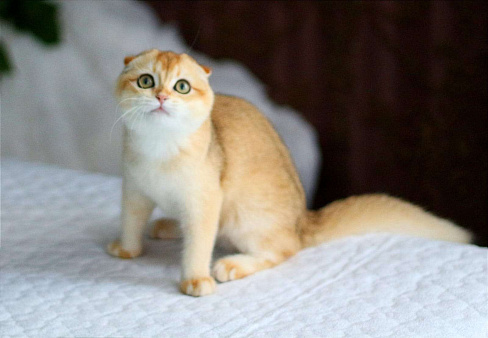 Объявление: Котёнок Британский, 13 000 руб., Волгодонск
