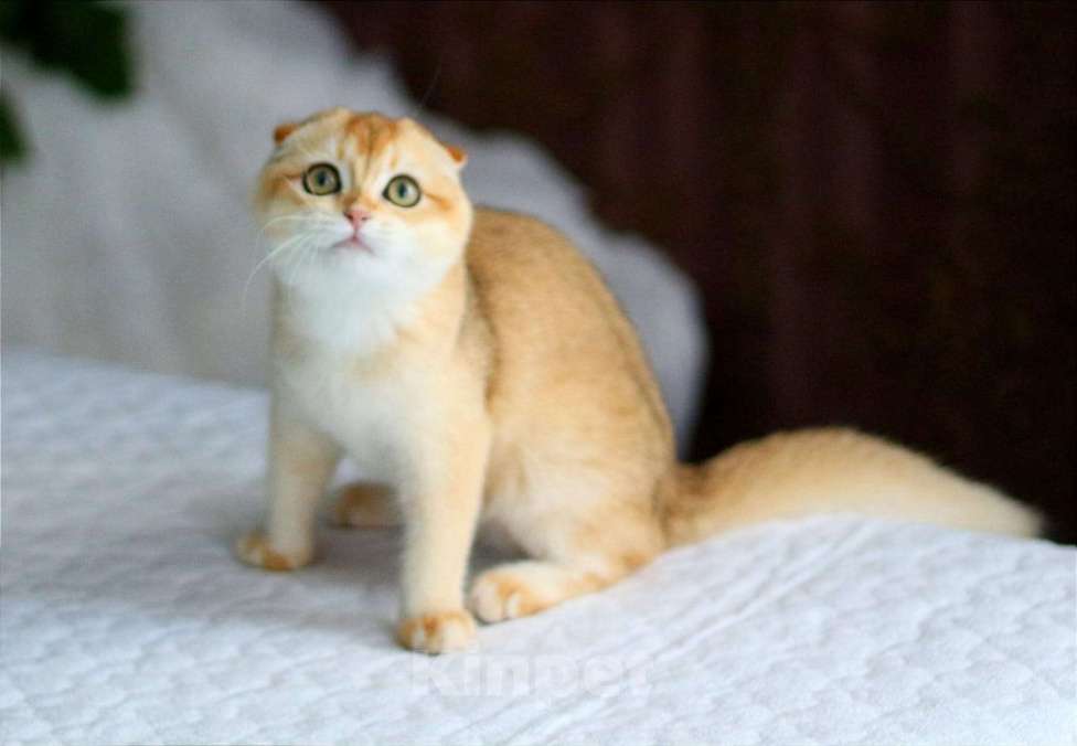 Кошки в Волгодонске: Котёнок Британский Девочка, 13 000 руб. - фото 1