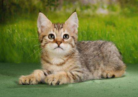 Кошки в Москве: эксклюзивные котята пиксибоба Девочка, 50 000 руб. - фото 9