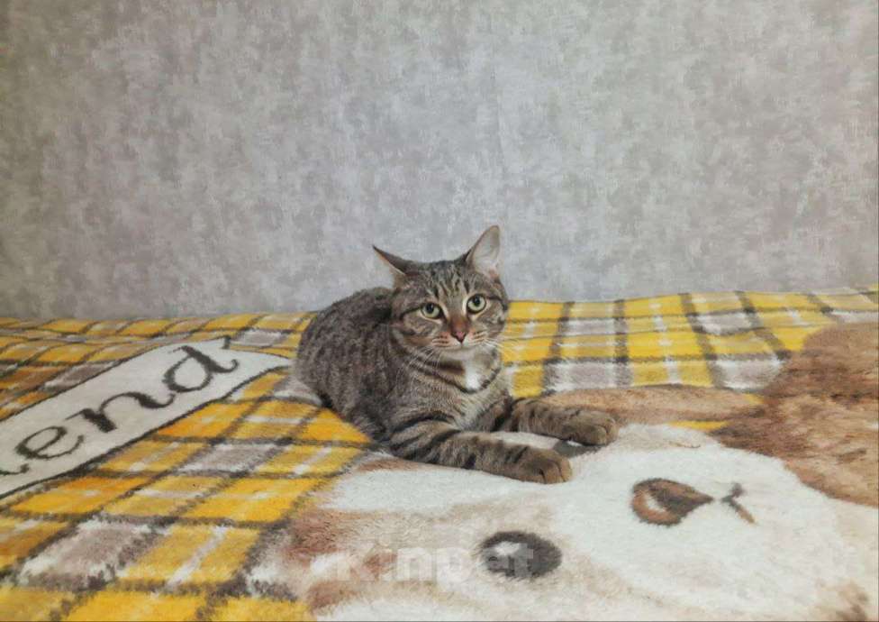 Кошки в Арамиле: Мальчик Мальчик, Бесплатно - фото 1