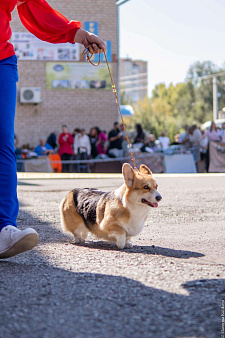 щенок 5 месяцев , девочка . стандарт