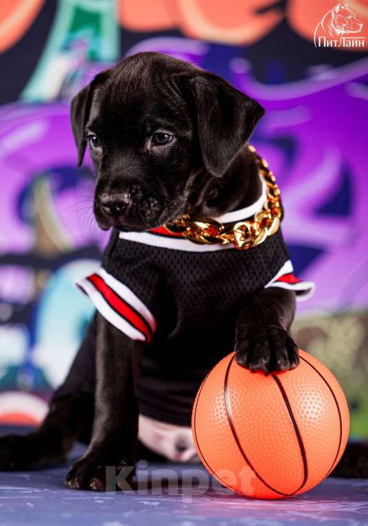 Собаки в Ульяновске: Американский питбультерьер, щенок Мальчик, Бесплатно - фото 3