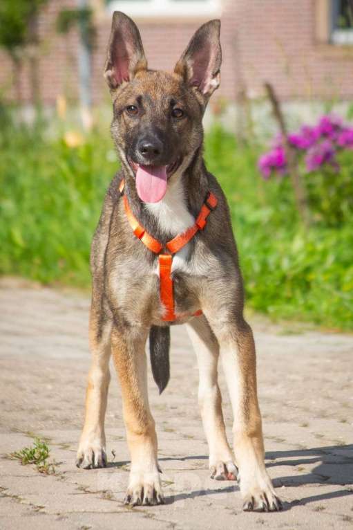 Собаки в Красногорске: Щенок Герда 3,5 месяца в добрые руки  Девочка, Бесплатно - фото 5