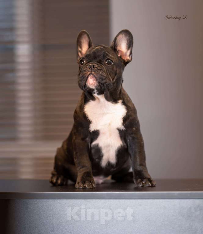 Собаки в Санкт-Петербурге: Кобель в классическом тигровом окрасе Мальчик, Бесплатно - фото 2