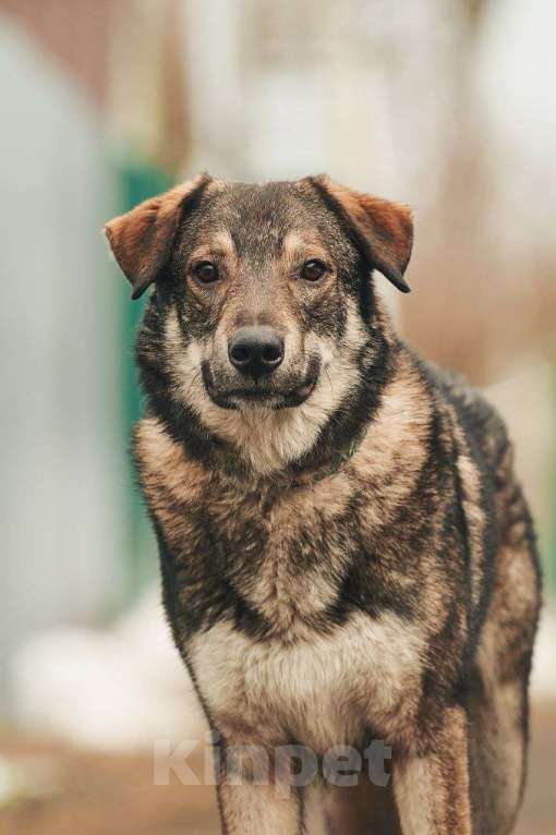 Собаки в Лосином-Петровском: Дарк валентинка в добрые руки Мальчик, Бесплатно - фото 5