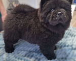 Собаки в Чебоксарах: Черная девочка чау чау Девочка, 60 000 руб. - фото 1