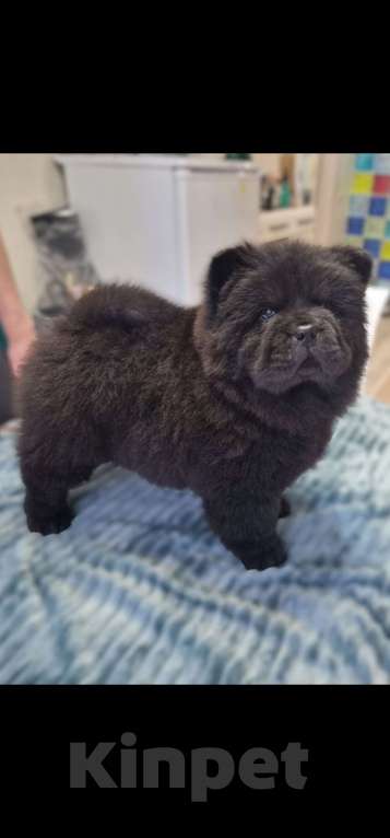 Собаки в Чебоксарах: Черная девочка чау чау Девочка, 60 000 руб. - фото 1