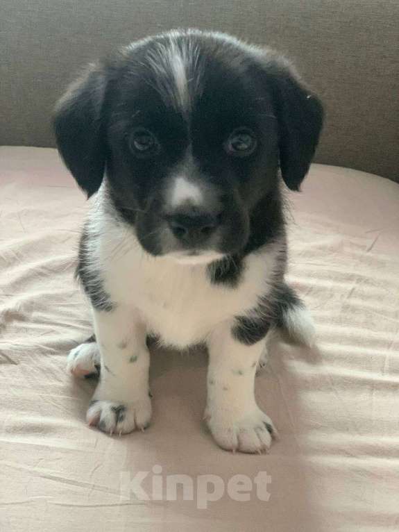 Собаки в Электростали: Билл Мальчик, 30 000 руб. - фото 3