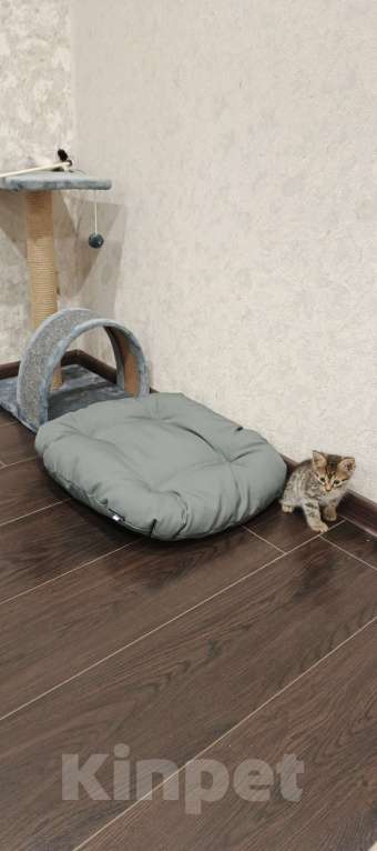 Кошки в Казани: Отдам Бесплатно котенка  Мальчик, Бесплатно - фото 8