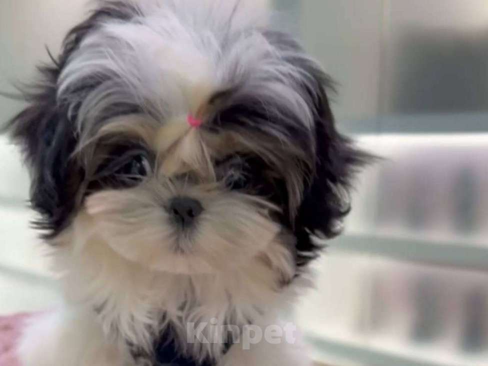 Собаки в Владивостоке: Ши-Тцу Империал Мальчик, 130 000 руб. - фото 2