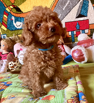 Щенки той-пуделя