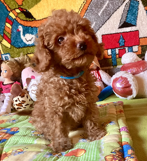 Собаки в Москве: Щенки той-пуделя Мальчик, Бесплатно - фото 1