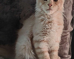 Кошки в Санкт-Петербурге: Мейн-кун котята от Чемпионов  Мальчик, 70 000 руб. - фото 3