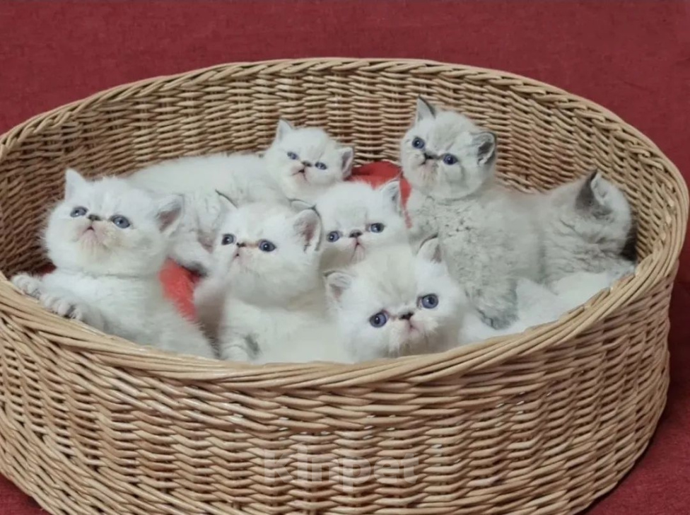 Кошки в Тюмени: Экзотические короткошерстные котята Разнополые, Бесплатно - фото 1