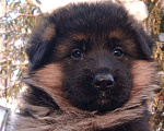 Собаки в Санкт-Петербурге: Кобель, щенок стандартной немецкой овчарки Мальчик, 60 000 руб. - фото 1