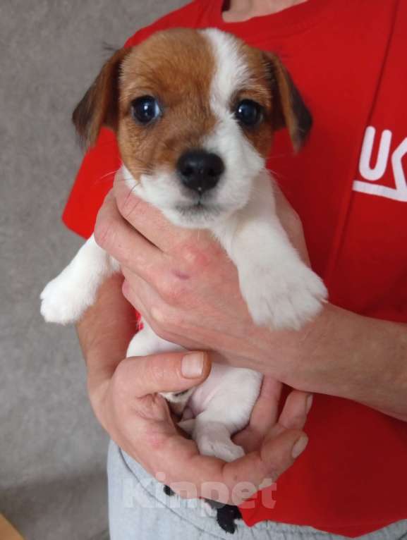 Собаки в Перми: Продажа Девочка, 17 000 руб. - фото 1