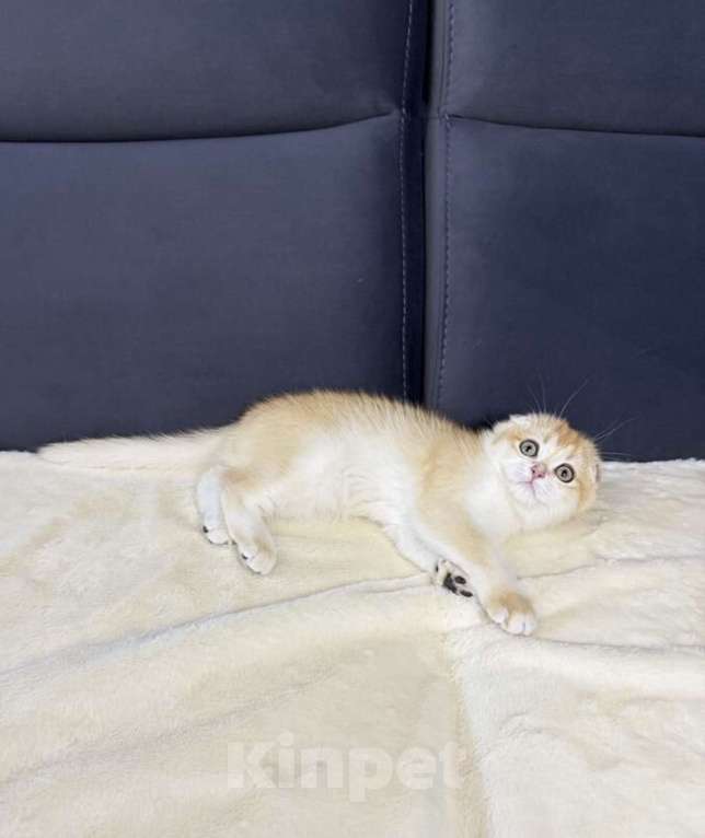 Кошки в Москве: Шотландская вислоухая кошечка Девочка, 45 000 руб. - фото 5