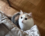 Кошки в Санкт-Петербурге: Кошечка-метиска ищет семью Девочка, 1 000 руб. - фото 6