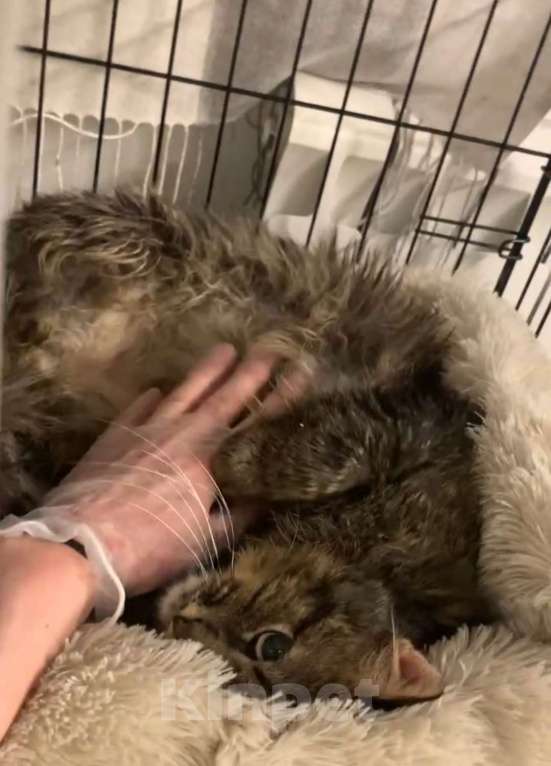 Кошки в Москве: Пушистый кот Мирон Мальчик, Бесплатно - фото 4