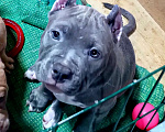 Собаки в Новосибирске: Щенки американского булли Девочка, 90 000 руб. - фото 1