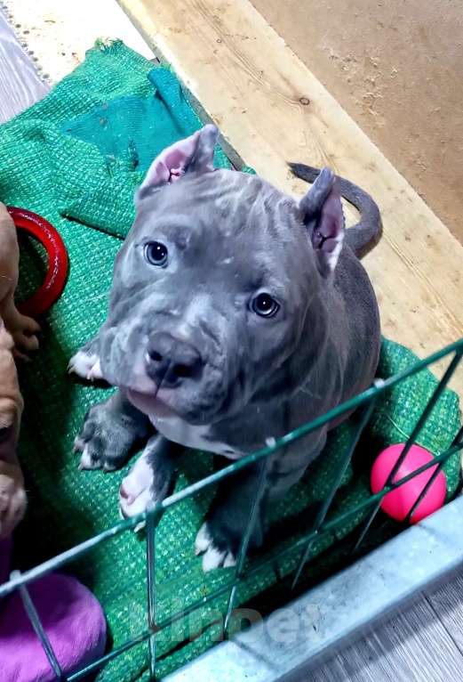 Собаки в Новосибирске: Щенки американского булли Девочка, 90 000 руб. - фото 1