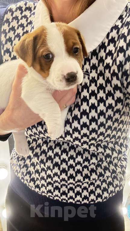 Собаки в Москве: Щенок джек-рассел-терьер от титулованных родителей Мальчик, 1 руб. - фото 8