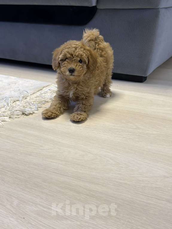 Собаки в Омске: Щенок мальтипу девочка Девочка, 80 000 руб. - фото 4