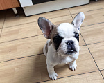 Собаки в Москве: Щенки французского бульдога Разнополые, 49 000 руб. - фото 2