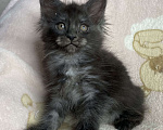 Кошки в Дмитрове: Черная дымчатая девочка мейн кун Yanessa Девочка, 30 000 руб. - фото 6
