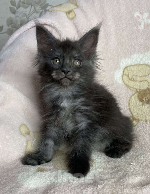 Кошки в Дмитрове: Черная дымчатая девочка мейн кун Yanessa Девочка, 30 000 руб. - фото 6