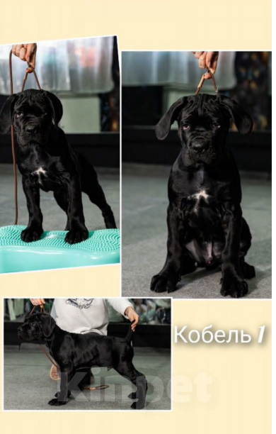 Собаки в Бугульме: Щенки Кане Корсо Мальчик, 50 000 руб. - фото 3