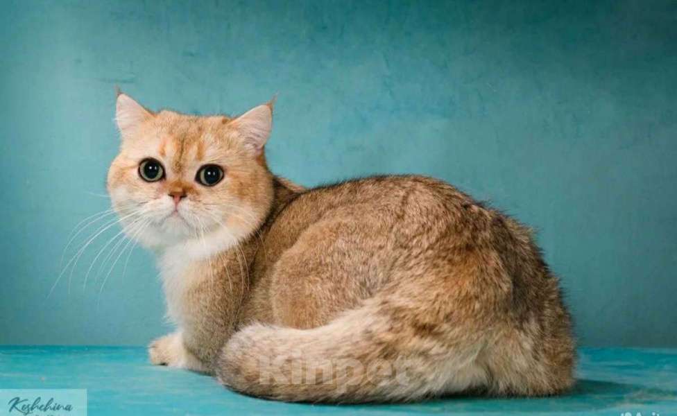 Кошки в Москве: Британский мачо Мальчик, Бесплатно - фото 2