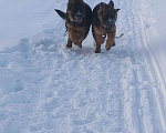 Собаки в других городах Красноярского края: щенки немецкой овчарки длинники Девочка, 45 000 руб. - фото 3