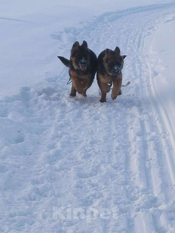 Собаки в других городах Красноярского края: щенки немецкой овчарки длинники Девочка, 45 000 руб. - фото 3
