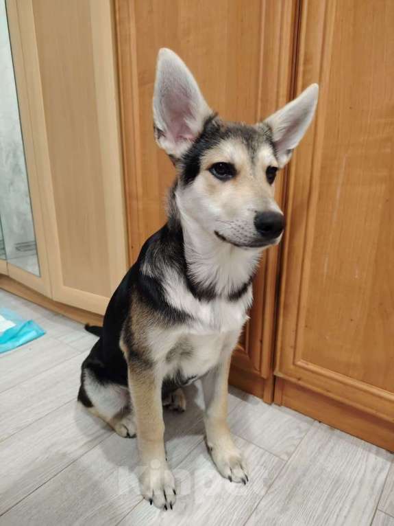 Собаки в Москве: Джокер в добрые руки Мальчик, Бесплатно - фото 3