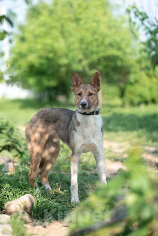Собаки в Москве: Айк. Трусливый заяц в поисках дома Мальчик, Бесплатно - фото 2