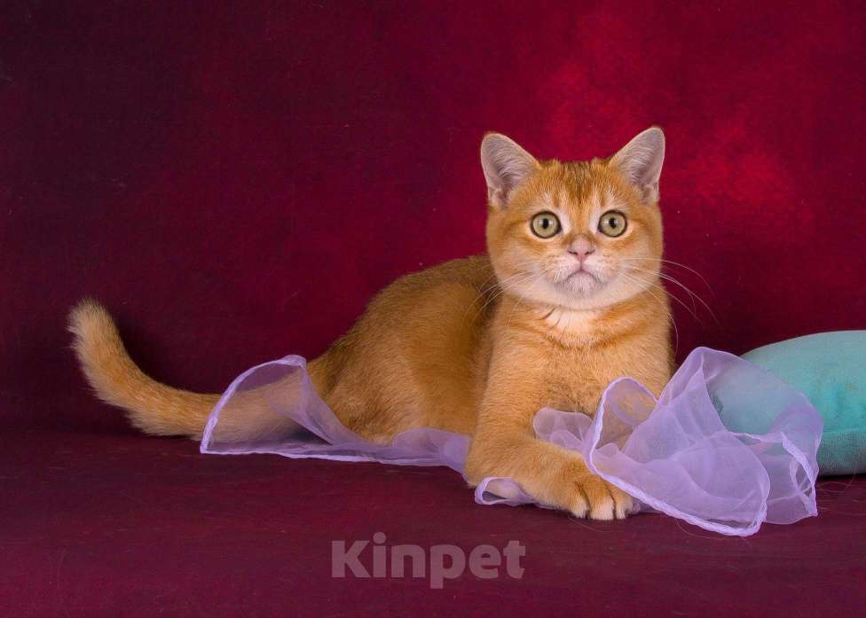 Кошки в Санкт-Петербурге: Золотой котик Скоттиш страйт Мальчик, Бесплатно - фото 3