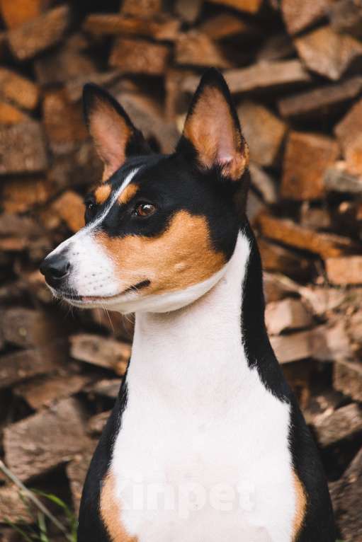 Собаки в Москве: Очаровательный малыш Басенджи Мальчик, 90 000 руб. - фото 5