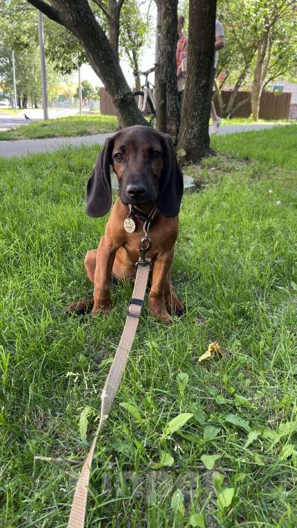 Собаки в Москве: Продаётся щенок 4 месяца баварская горная гончая Мальчик, 30 000 руб. - фото 5