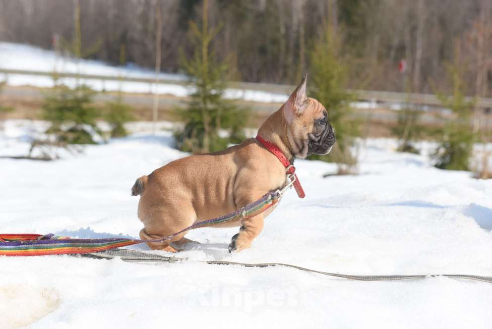 Собаки в Москве: Девочка Девочка, 50 000 руб. - фото 5