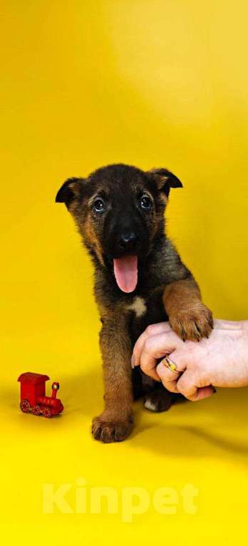 Собаки в других городах Московской области: Марсик Мальчик, Бесплатно - фото 3