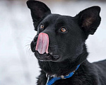 Собаки в Раменском: Идеальный Чарли в поисках своей семьи Мальчик, Бесплатно - фото 7