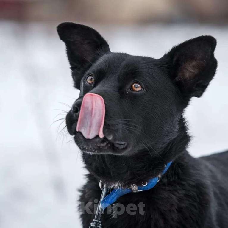 Собаки в Раменском: Идеальный Чарли в поисках своей семьи Мальчик, Бесплатно - фото 7