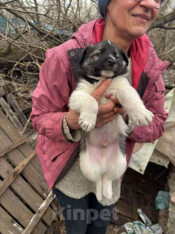 Собаки в Москве: Щенки в добрые руки Мальчик, Бесплатно - фото 3