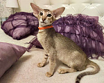Кошки в Балашихе: Ориентальная кошечка Дорис Девочка, 95 000 руб. - фото 3