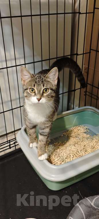 Кошки в Москве: Котёнок  ищет дом  Девочка, Бесплатно - фото 3