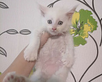 Кошки в Краснодаре: Полидакт Мальчик, 40 000 руб. - фото 1