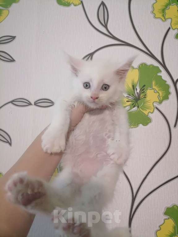 Кошки в Краснодаре: Полидакт Мальчик, 40 000 руб. - фото 1