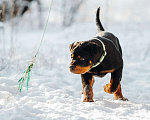 Собаки в Липецке: Высокопородный кобель ротвейлера! Мальчик, 70 000 руб. - фото 3
