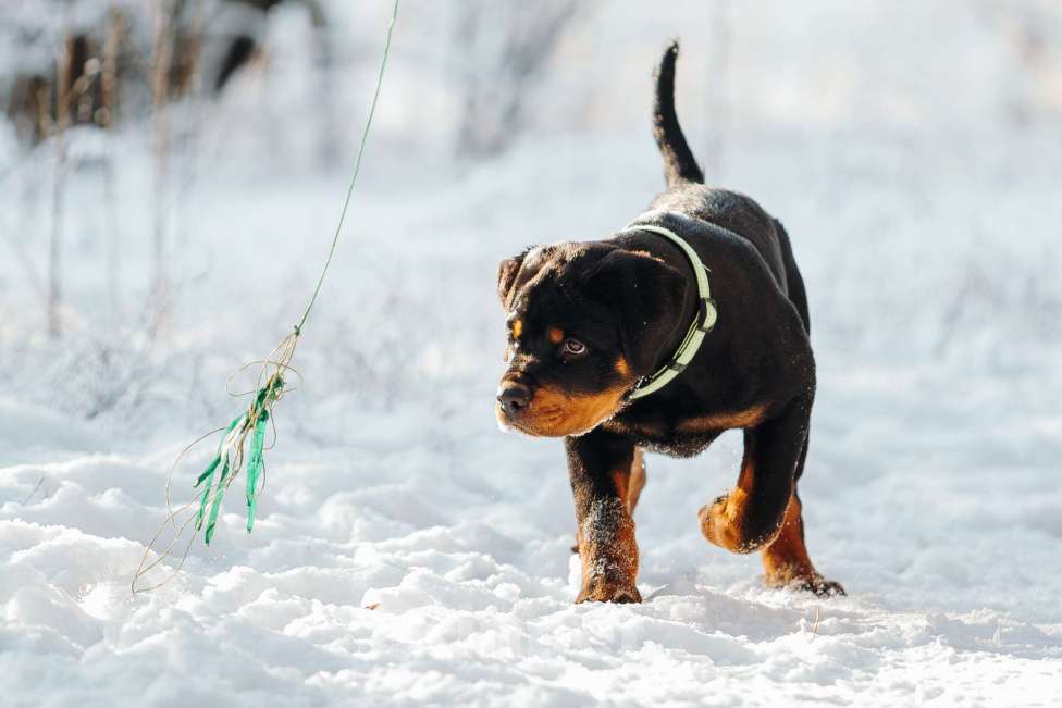 Собаки в Липецке: Высокопородный кобель ротвейлера! Мальчик, 70 000 руб. - фото 3